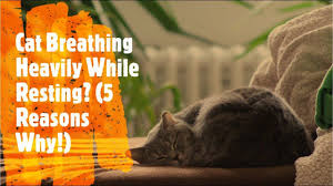Cat Breathing Heavily While Resting Https Www Youtube Com Watch V Y9dzkd9txcg T 6s Cats Breathe Senior Cat