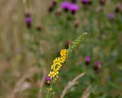 Image result for Juncaginaceae