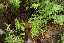 Image result for Dryopteris athamantica