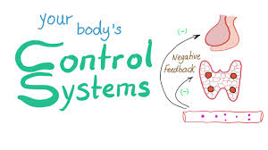 Your Body S Control Systems Physiology Youtube