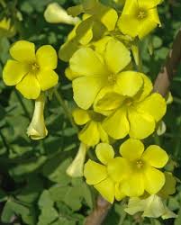 Image result for Oxalis pes-caprae