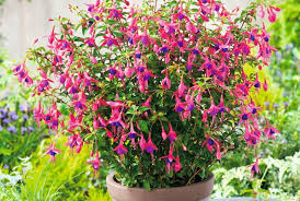 It also boasts white spring flowers that are followed by multicolor berries. 3 Of The Best Perennials For Containers