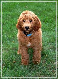 Aussie Labradoodle Available Australian Labradoodle Pups Australian Labradoodle Labradoodle Labradoodle Owner