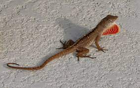 Brown Anole Facts Habitat And Pictures