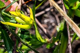 Image result for Trochomeria