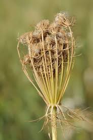 Image result for Physotrichia atropurpurea