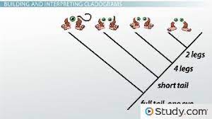 Cladograms And Phylogenetic Trees Evolution Classifications Science Class 2021 Video Study Com