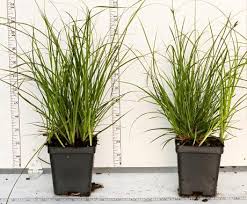 Image result for Carex sp.no.1