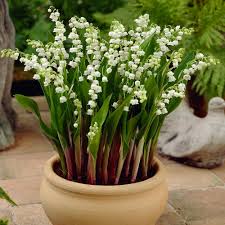 Liles of the valley are the rarest flower in animal crossing, and that's because there's never any guaranteed way to get them. Buy Giant Lily Of The Valley Plants J Parker Dutch Bulbs