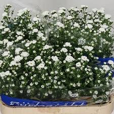 Who is the florist that makes flowers by cassy? Aster Cassy 80cm Wholesale Dutch Flowers Florist Supplies Uk
