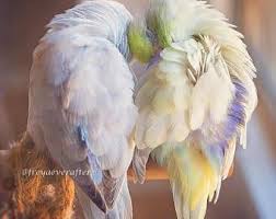 Birds Flying High Lyrics Lil Wayne Freya Ever After Parrotlets Vogel Fotografie Fine Art Etsy In 2020 Beautiful Birds Parrotlet Birds