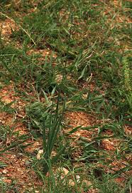 Image result for Albuca virens