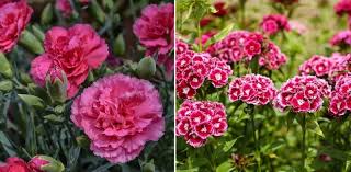 Once established a carnation can handle drought easily and you should take care not to water them too much which can cause yellowing of the leaves, root rot and blossom drop. Hydroponic Carnation Gardening A Full Guide Gardening Tips