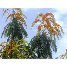 Image result for Colvillea