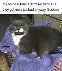 Cutesypooh Bad Cats Cat Shaming Cats
