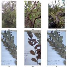 Image result for Osyris compressa