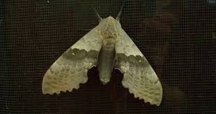 Black And White Spotted Moth Meaning Pin By Tami Smith On Ocs Hsoh Animal Spirit Guides Animal Totems Moth Symbolism