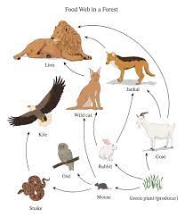 Find your favorite and dig in. Lesson Worksheet Food Chains And Food Webs Nagwa