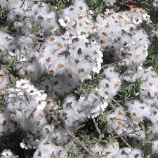 Image result for Eriocephalus