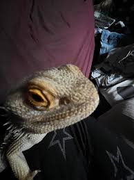 Profile for Ogre The Bearded Dragon and his many adventures