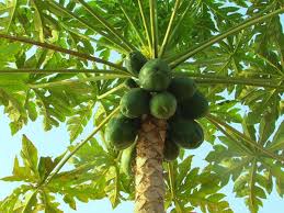 Image result for à¤à¤à¥à¤à¤¾ à¤ªà¤ªà¥à¤¤à¤¾