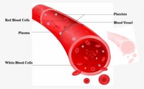Diagram of heart with labels dissection biology, i found a number of human heart called to printable. Types Of Blood Vessels And Their Further Classifications Labeled Diagram Of A Red Blood Cell Transparent Png 1432x875 Free Download On Nicepng