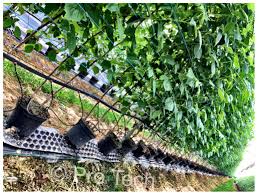 Bird Netting For Garden Uk Raspberries Drainage Mats And Raspberries Pots Www Protech Water Co Uk Ground Cover Drainage Bird Netting