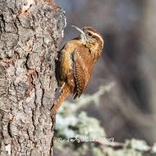 Birds Of Upstate Ny Alan Schroeder On Instagram Carolina Wrens Have Pushed Their Range Northward In Recent Years To Include My Area In Upstate Ne Upstate New York Wren Upstate