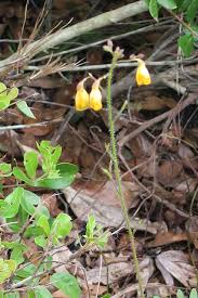 Image result for Rhynchosia divaricata