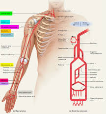 Branches Of Left Right Subclavian Artery Causes And Symptoms Of Aberrant Subclavian Artery Aberrant Right Subclavian A Subclavian Artery Arteries Stenosis