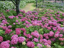Maybe you would like to learn more about one of these? How To Grow Hydrangeas From Cuttings