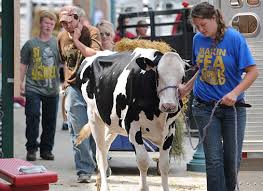 Minnesota State Fair's livestock barns stay real (and rural)