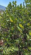 Image result for Searsia grossireticulata