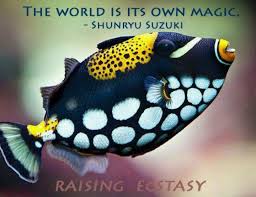 Pin By Parag Patwa On Inspiring Quotes Beautiful Sea Creatures Saltwater Fish Tanks Saltwater Aquarium Fish