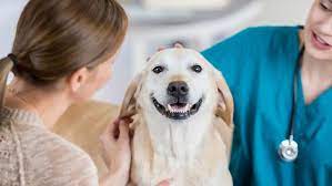 Get an expat quote today. How To Compare Pet Insurance Quotes Forbes Advisor
