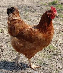 If you have an older line, your birds may be larger. Rhode Island Red Hen Rhode Island Red Rhode Island Red Hen Best Egg Laying Chickens