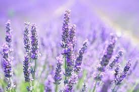 'phenomenal®'has proven that in addition to tolerating humidity, it suffers very little die back in colder zones. How To Care For Lavender In Winter Indoors Outdoors The Old Farmer S Almanac