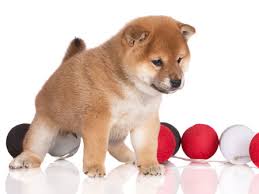 Shiba Inu Puppy Life Stages And Development My First Shiba Inu