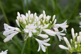 Image result for Agapanthus praecox