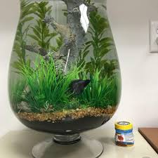 Betta Need 2 5 Gallons A Place To Hide Temperatures Of 72 80 Degrees Fahrenheit And A Filter This Only Seems To Provi Betta Fish Care Fish Plants Pet Fish