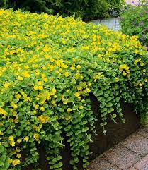 Chinensis aurea hort, 6, goldgelb. Lysimachia Aurea Blattstauden Bei Baldur Garten