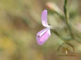 Image result for Dicliptera minor