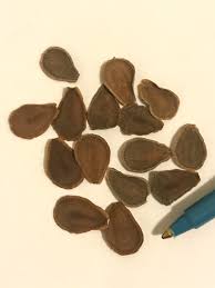 Asclepias Erosa Seeds For Sale Ideal For Southern California To New Mexico