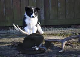 Image result for karelský medvědí pes