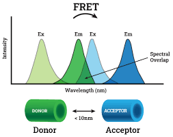 نتیجه جستجوی لغت [fret] در گوگل