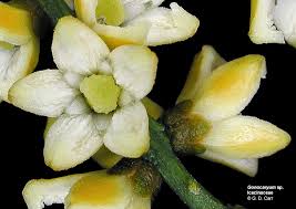 Image result for Icacinaceae