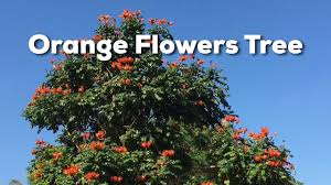 Pick an orange in california, when i was a young girl, behind our the calamondin orange tree (citrus mitis), often known as miniature orange, is an ornamental tree producing fragrant flowers and a small how to water and fertilize orange trees. Orange Flowers Tree Youtube