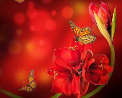Maybe you would like to learn more about one of these? Desktop Wallpapers Butterfly Red Flowers Amaryllis