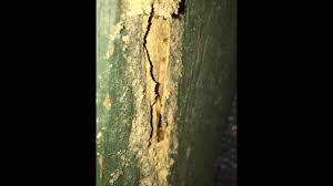Pest or pestel analysis is a simple and effective tool used in situation analysis to identify the key external (macro environment level) forces that might affect an organization. What Do Termites Sound Like Pest Ex Gold Coast Shows Us Up Close Youtube
