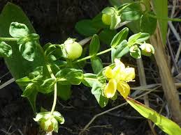 Image result for Hypericum peplidifolium